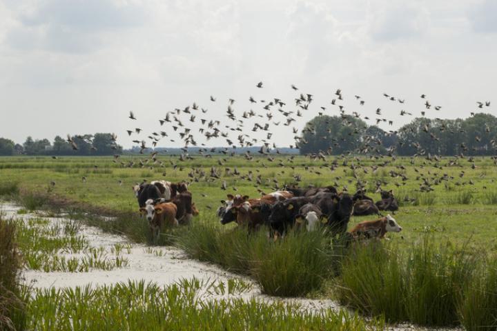 Koeien nabij een sloot met opvliegende vogels om hen heen